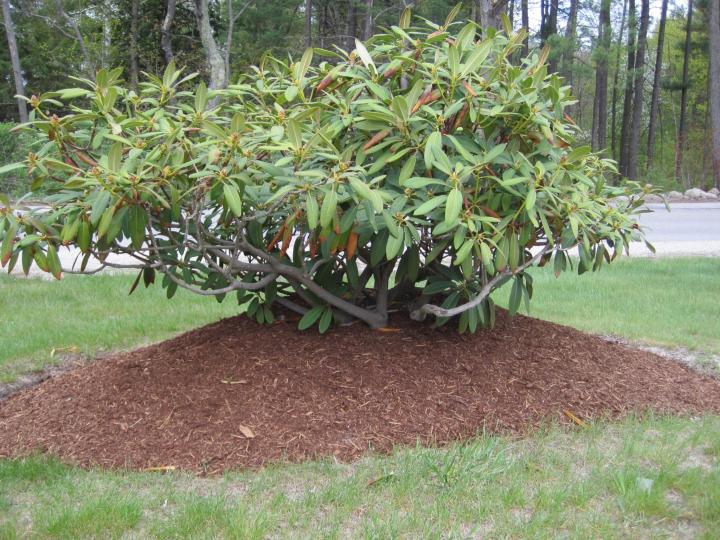 Mulching: How to Mulch Your Garden | Types of Mulch | The Old Farmer's ...